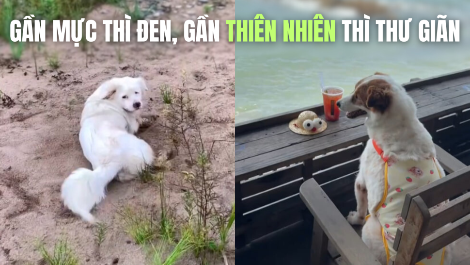 Giải mã trend 