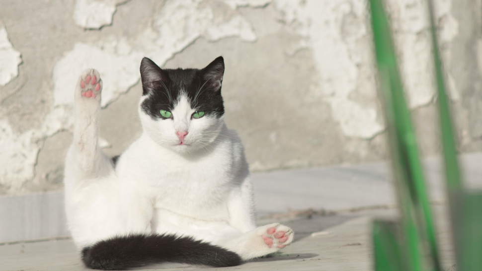 30+ Hình Nền Mèo Cute Dùng Cho Cả Điện Thoại Và Máy Tính - ALONGWALKER