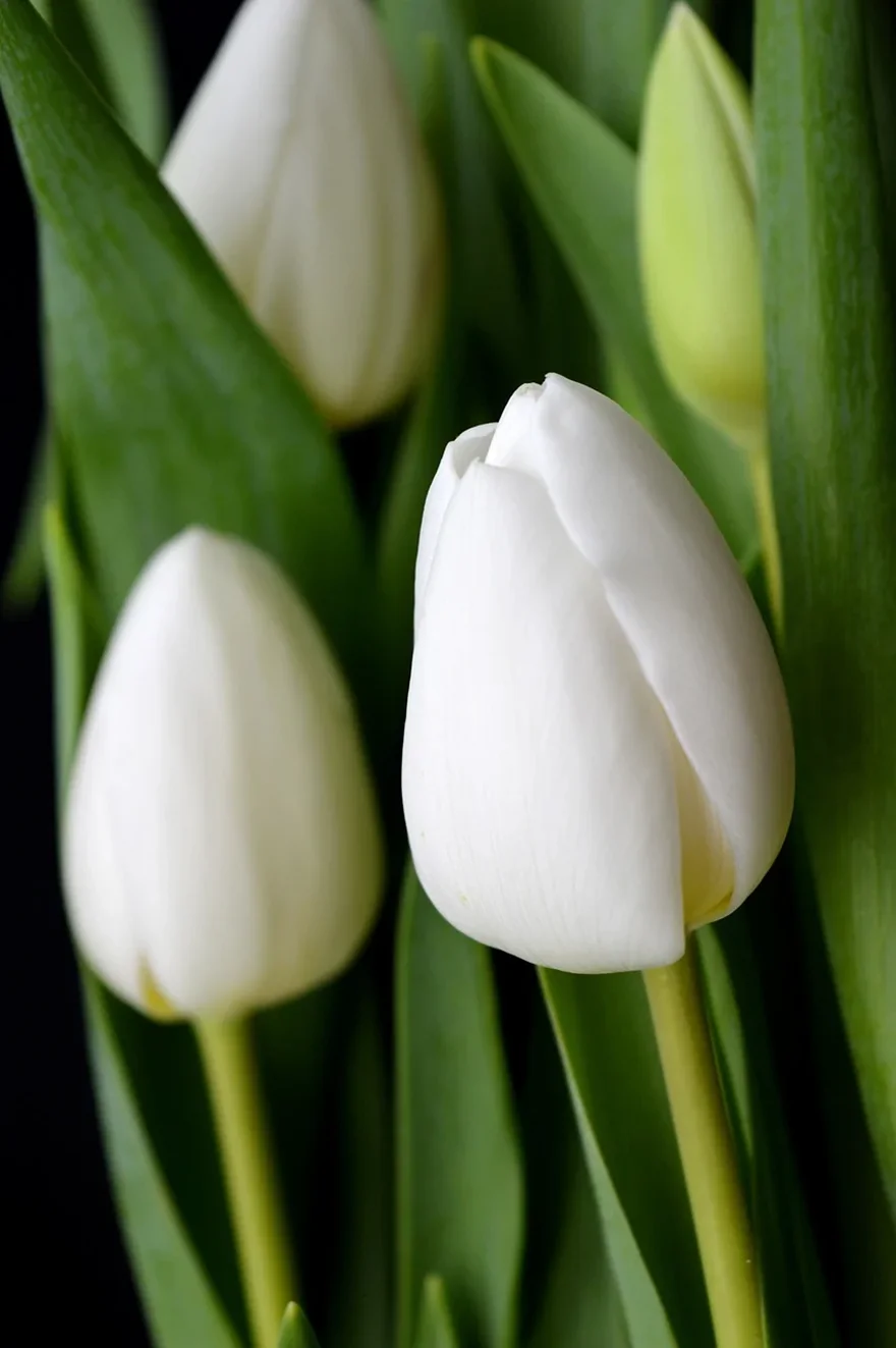 Hình nền hoa tulip đẹp rực rỡ cho điện thoại
